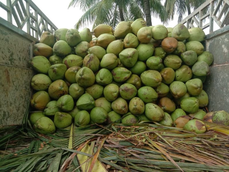 Fresh Coconut