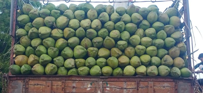 Fresh Coconut