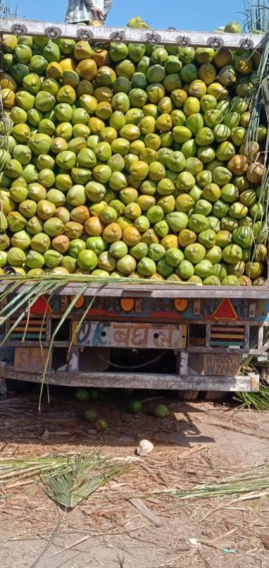 Fresh Coconut