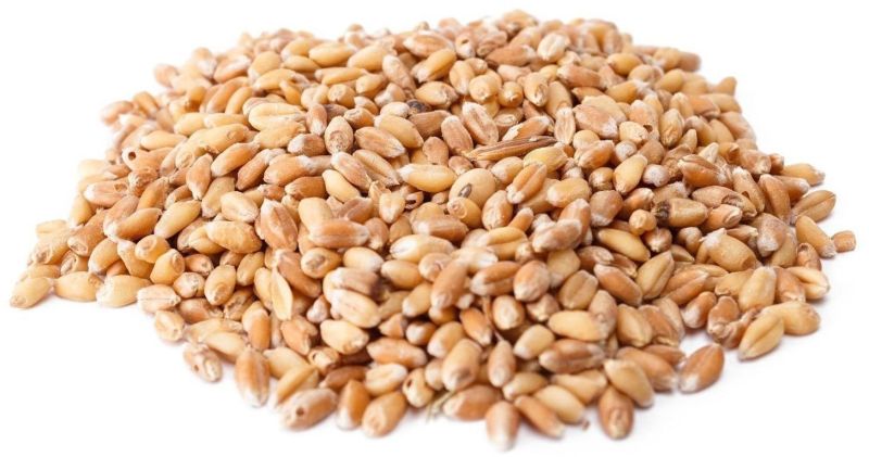 wheat seeds