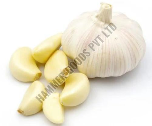 fresh garlic