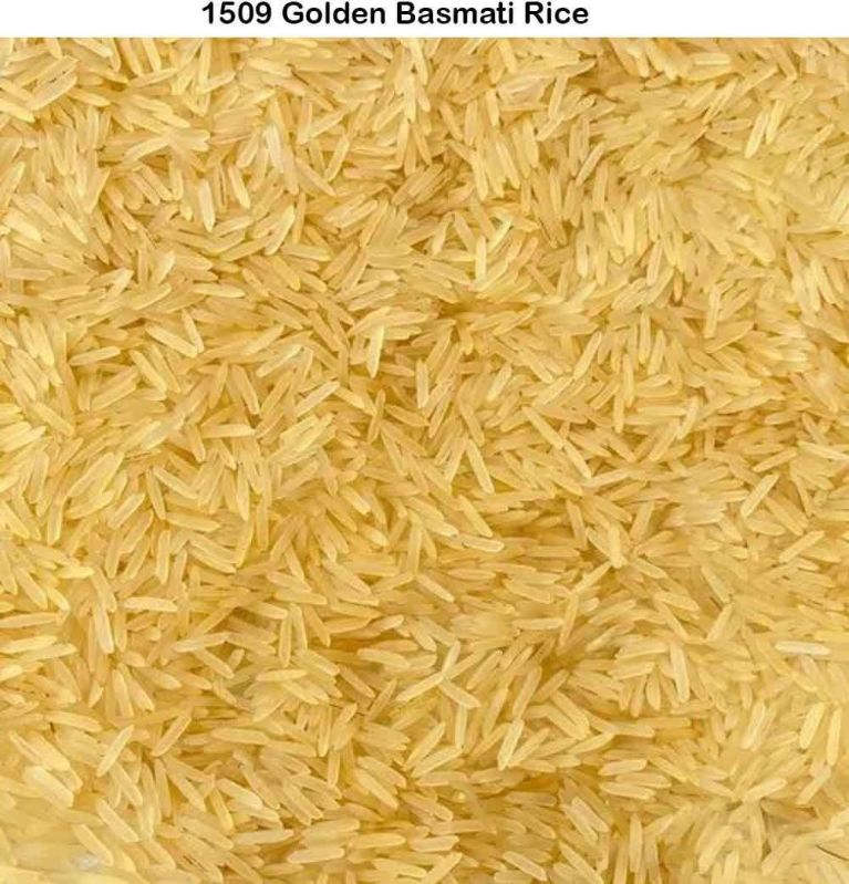 1509 Golden Basmati Rice