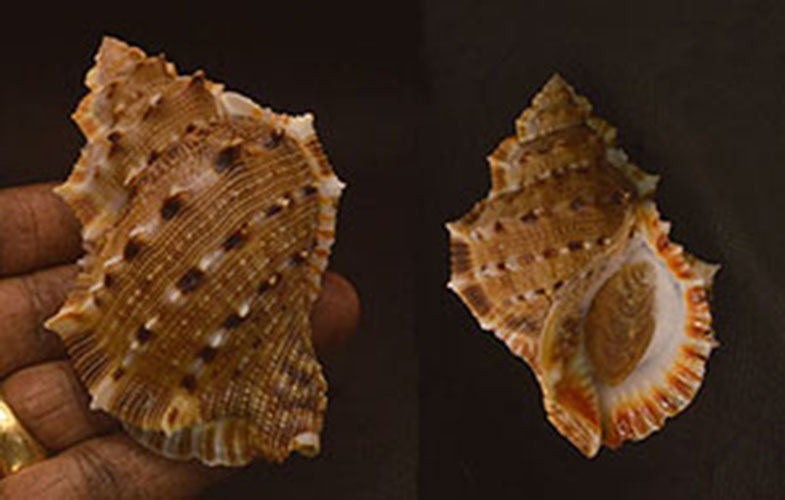 Bufonaria Crumena Seashell