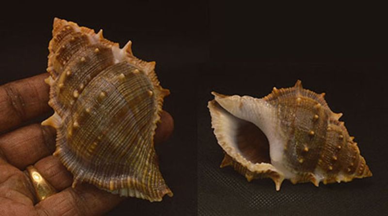 Bufonaria Echinata Seashell