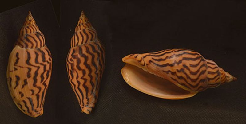 Harpulina Loroisi Shell