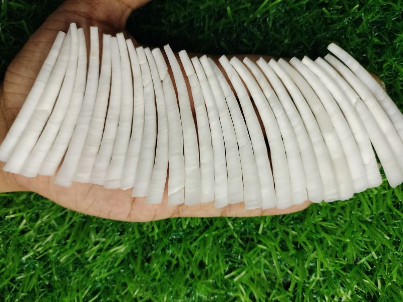 White Smooth Dentalium Shells ( 2 To 2.2 Inch ) 2.2 Lbs