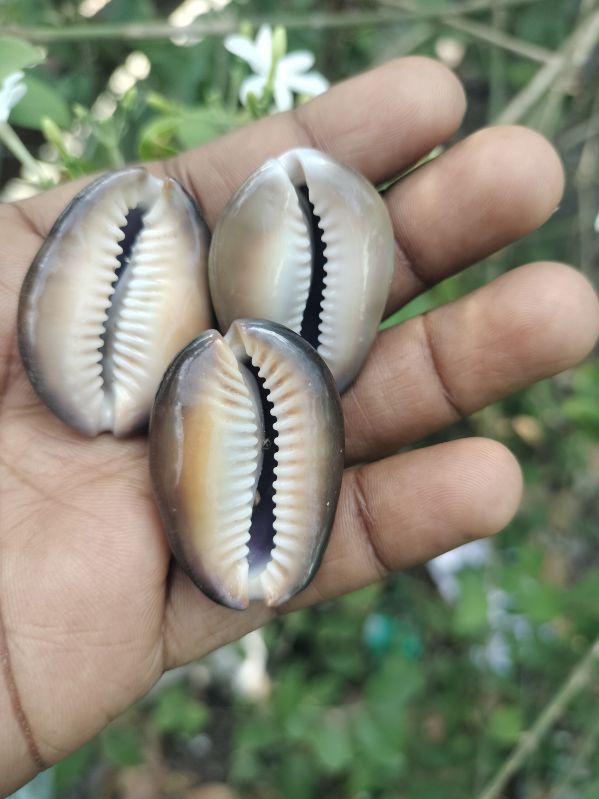 Yellow Cowries Peeli Kodi Shell