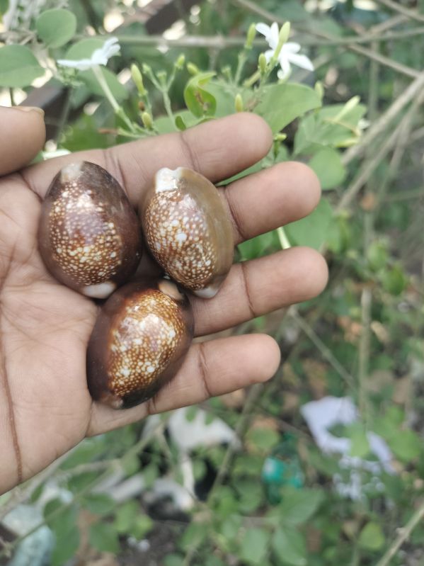 Yellow Cowries Peeli Kodi Shell