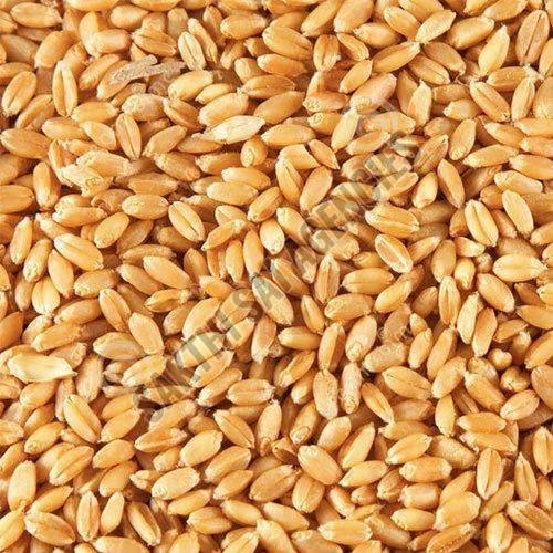 Brown Wheat Seeds