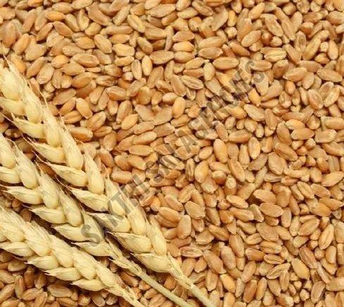 High Quality Wheat Seeds