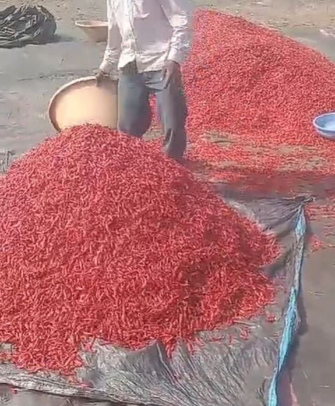 Indian Dry Red Chilli