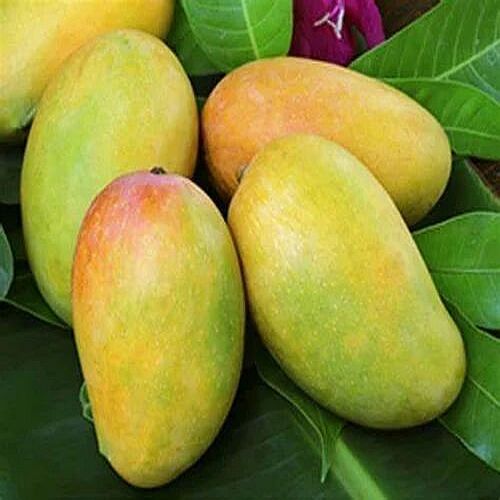 Yellow-orange Fresh Indian Kesar Mango, Packaging Type : Carton Box