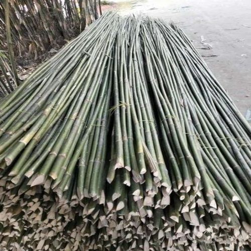 Finished Bambo 24-30ft