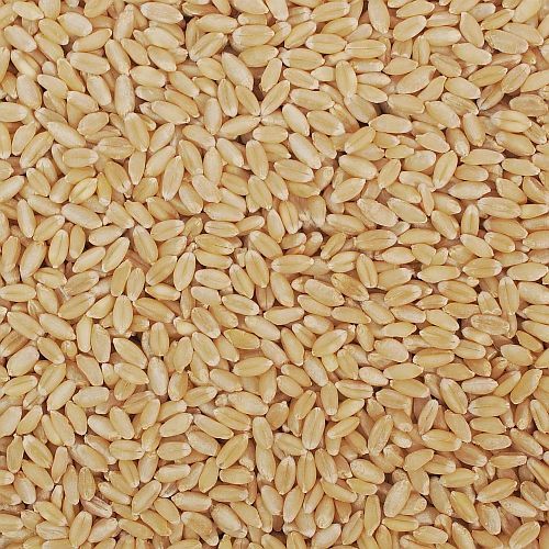 Lokwan Wheat Grain, Color : Brown, Packaging Type : Plastic Bag
