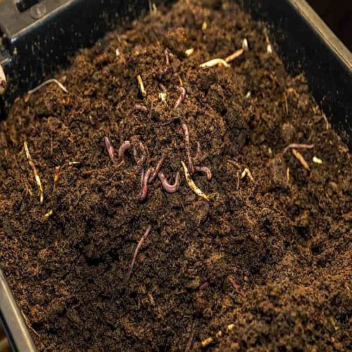 Organic Matter From Earthworms Vermicompost Fertilizer