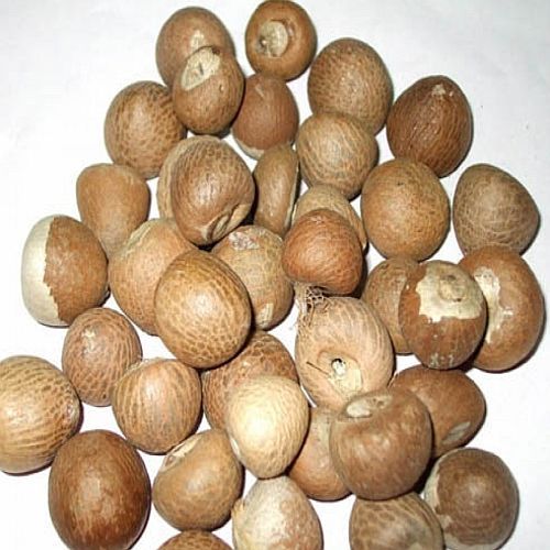 Whole Dried Betel Nut