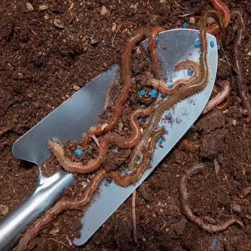 Organic Vermicompost Fertilizer, Color : Dark Brown
