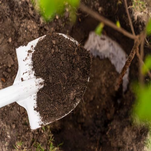 Pure Cow Dung Manure, Form : Moist Powder 25-50kg Plastic Bag