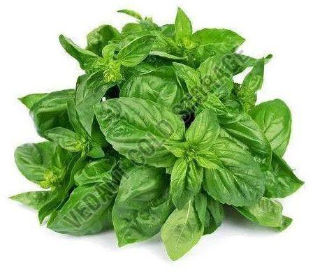 Organic Frozen Basil Leaves Preserved, Certification : FSSAI