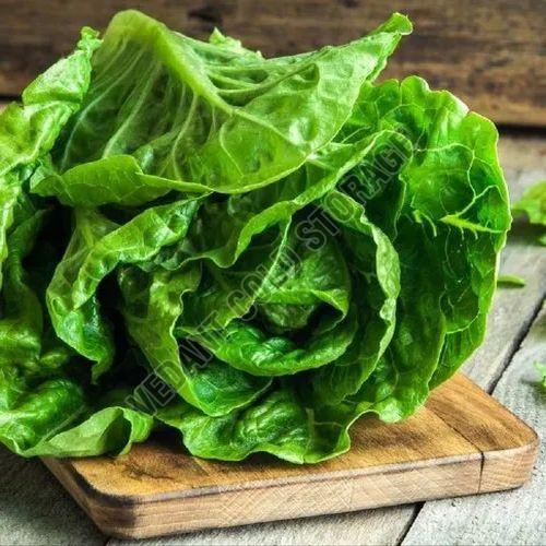 frozen green lollo rossa lettuce