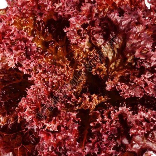 frozen red lollo rossa lettuce