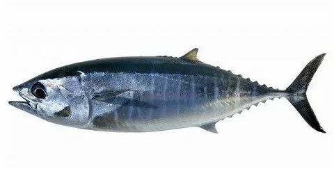 Deep Sea Catch Tuna Fish