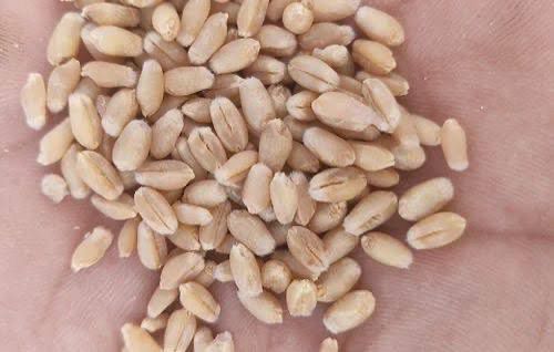 Brown PBW 826 Wheat Seeds, Packaging Size : 40 Kg