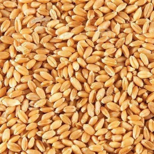 Brown Wheat Seeds, Seed Type : Natural for Agriculture