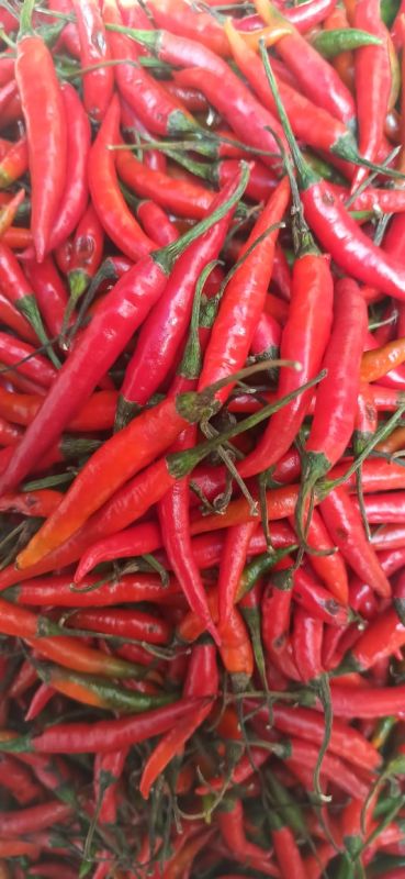 Fresh Red Chilli