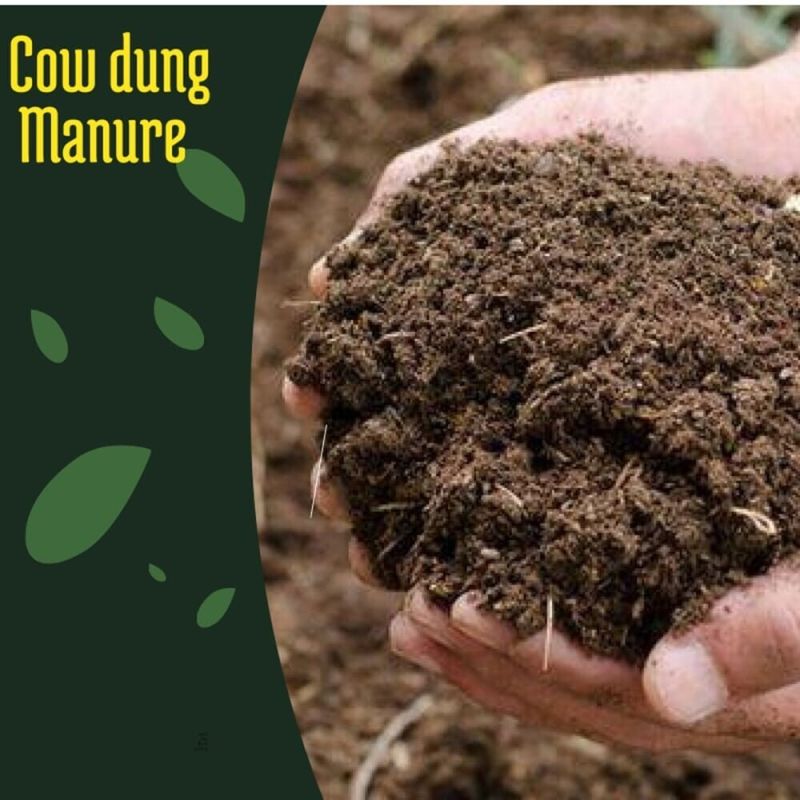 cow dung manure