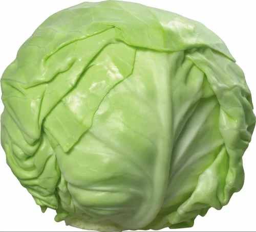 A Grade Organic Green Cabbage for Cooking, Salads, Coleslaw
