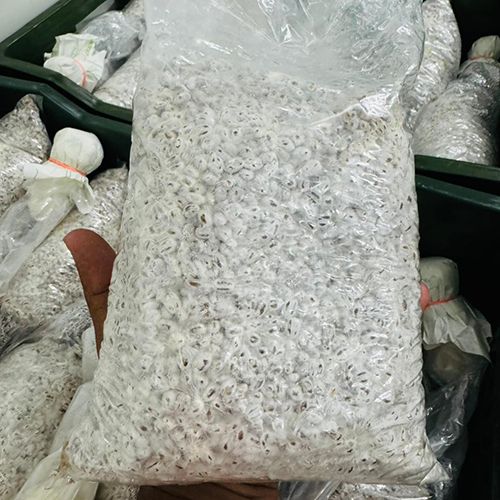 Mushroom Spawn, Color : Grey