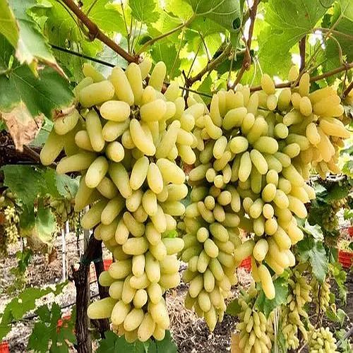 Organic Green Grapes for Human Consumption