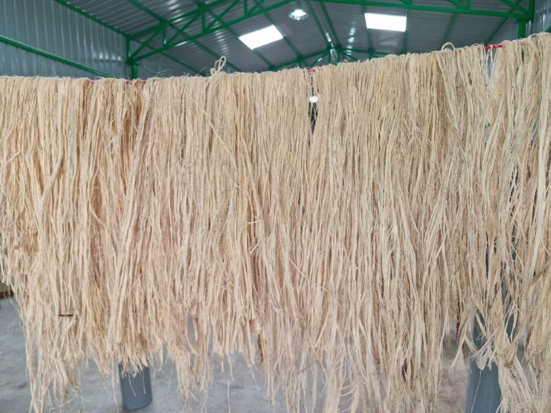 Banana Fiber