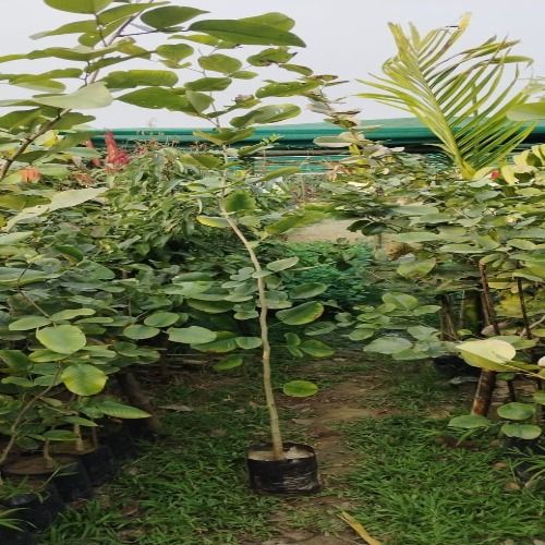 Red Sandalwood Plants, Flower Color : Green for Gardening, Decoration