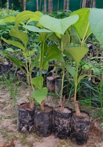 Tissue Culture Teak Plants for Fruit, Garden, Decoration, Plantation
