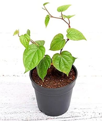 Betel Leaf Plant Magai Paan Plant