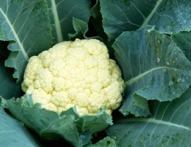 15&DEG;c To 20&DEG;c Cauliflower Seeds