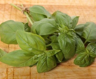 Basil Leave