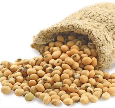 Soya Beans Oil Seeds for Tofu Making, Flour Production