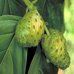 Organic Noni Extract for Oral Consumption