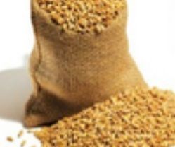 Organic Wheat for Baked Goods, Breakfast Cereals, Pasta