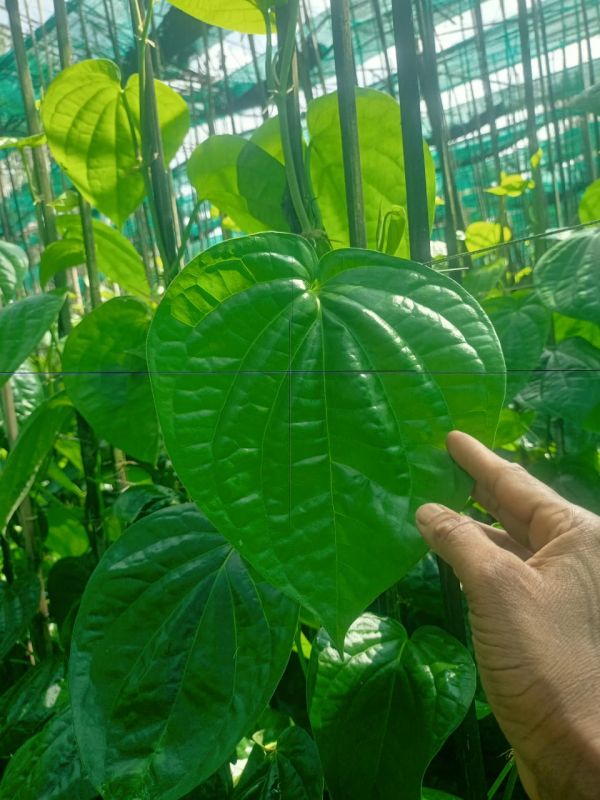 Fresh Betel Leaf