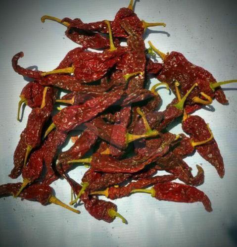 Byadgi Dabbi Chilli
