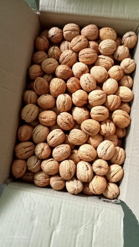 Kashmiri Walnut