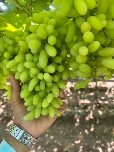 Green Organic Grapes, Packaging Size : 5Kg, 10Kg