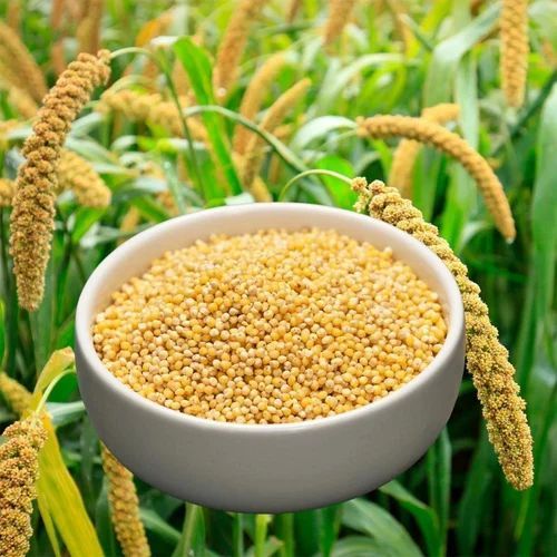 Yellow Organic Foxtail Millet Seeds