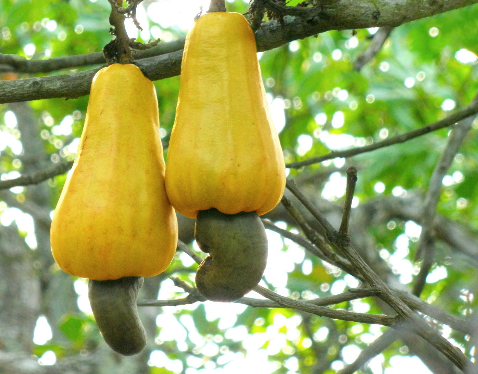 cashew nuts