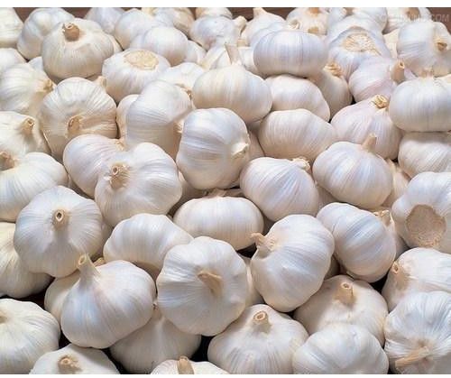 Natural Fresh Garlic, Color : White for Cooking Ingredient