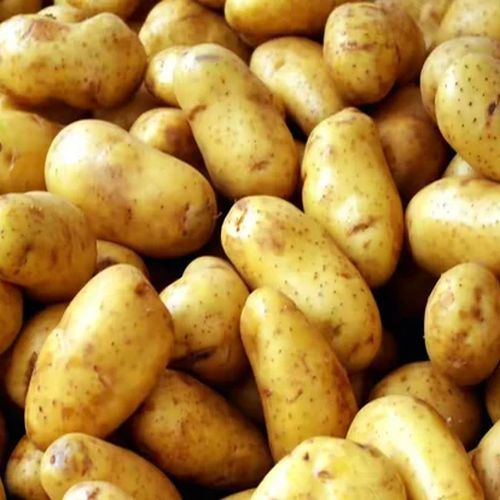 Fresh Brown Potato